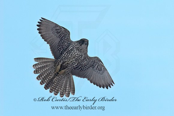 Falco rusticolus  GYRFALCON 6037437+