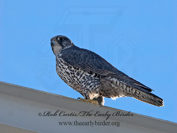 Falco rusticolus  GYRFALCON 3027878+