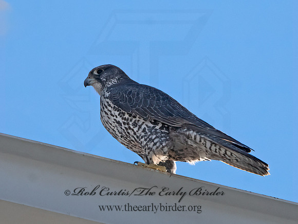 Falco rusticolus  GYRFALCON 3027879+