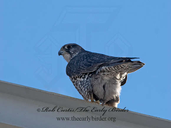 Falco rusticolus  GYRFALCON 3027881+