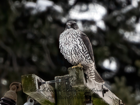 Falco rusticolus  GYRFALCON 9066800+