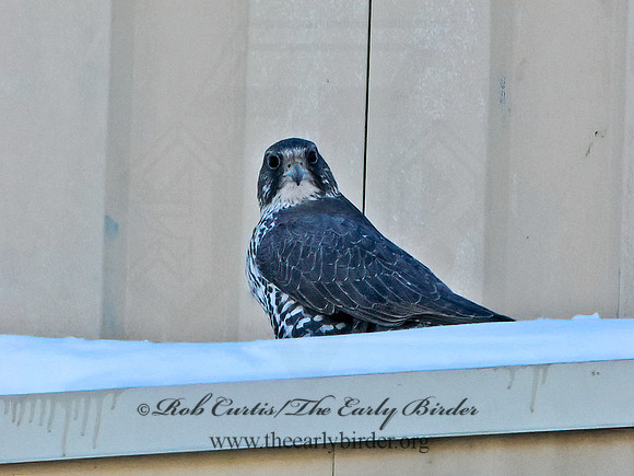 Falco rusticolus  GYRFALCON 3027857+