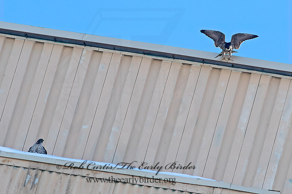 Falco rusticolus  GYRFALCON 6037501+