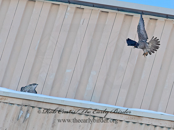 Falco rusticolus  GYRFALCON 6037502+