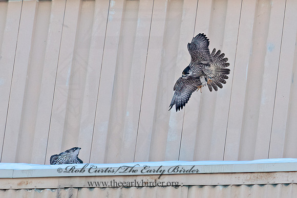 Falco rusticolus  GYRFALCON 6037503+