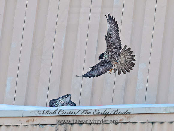 Falco rusticolus  GYRFALCON 6037504+