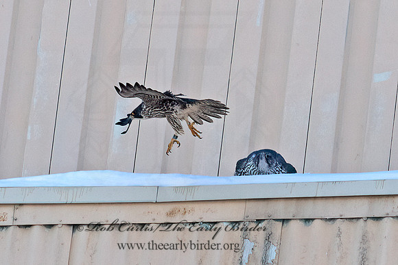 Falco rusticolus  GYRFALCON 6037505+