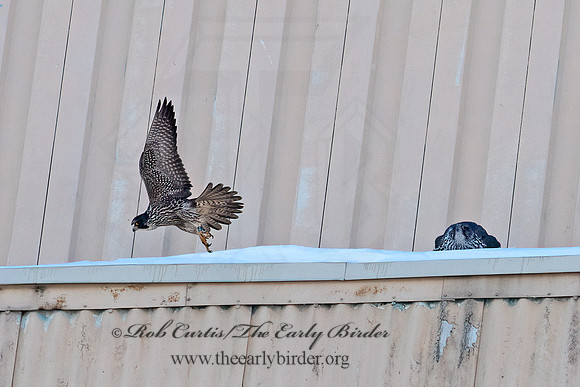 Falco rusticolus  GYRFALCON 6037506+
