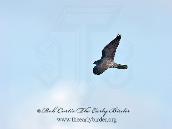 Falco rusticolus  GYRFALCON 6037428+