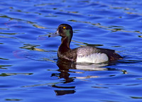 Aythya manila  GREATER SCAUP 239230+