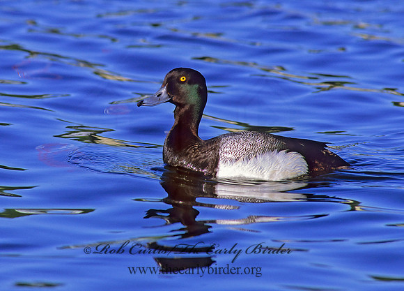 Aythya manila  GREATER SCAUP 239230+