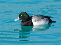 Aythya manila  GREATER SCAUP 9018150
