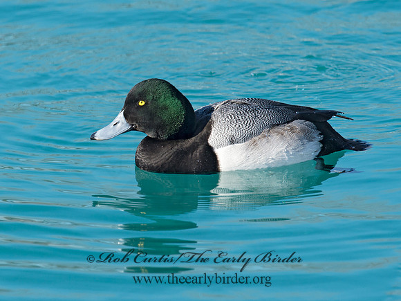 Aythya manila  GREATER SCAUP 9018150