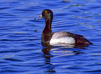 Aythya manila  GREATER SCAUP 239232+