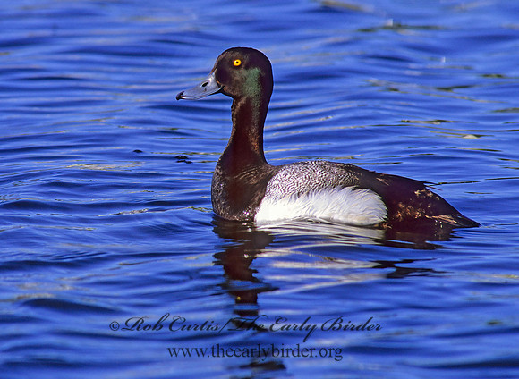 Aythya manila  GREATER SCAUP 239232+