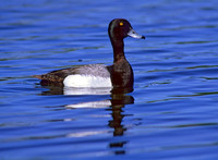 Aythya manila  GREATER SCAUP 239532+