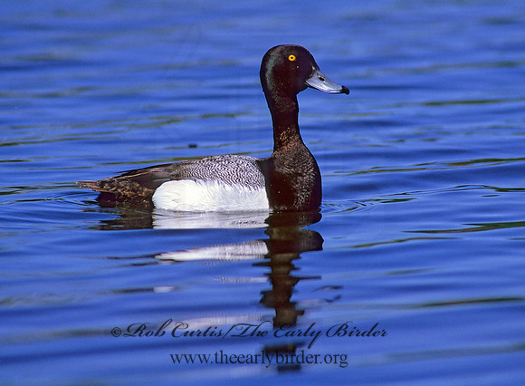 Aythya manila  GREATER SCAUP 239532+