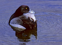 Aythya manila  GREATER SCAUP 239035+