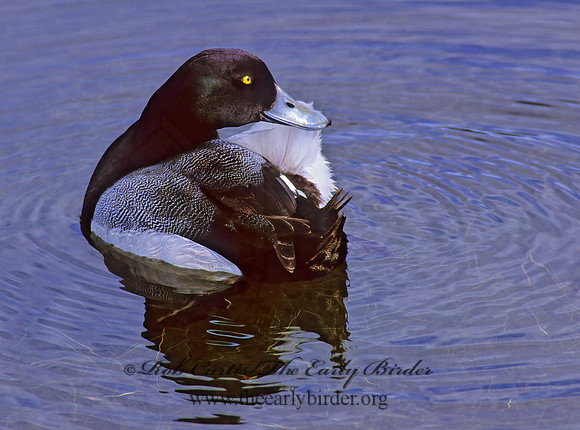 Aythya manila  GREATER SCAUP 239035+