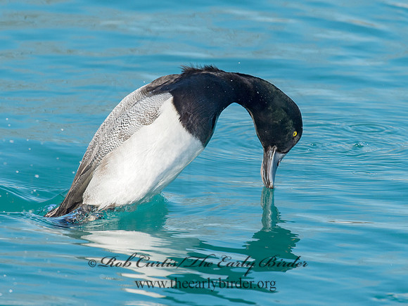 Aythya manila  GREATER SCAUP 9018014+