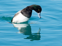 Aythya manila  GREATER SCAUP 9018103+