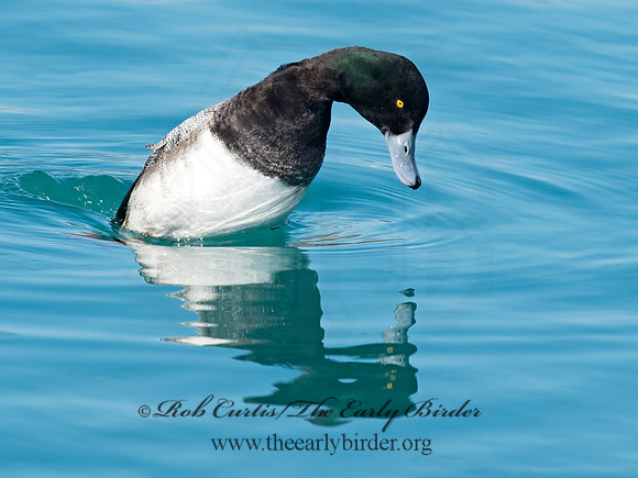 Aythya manila  GREATER SCAUP 9018103+