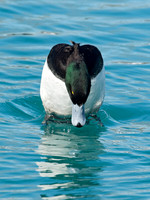 Aythya manila  GREATER SCAUP 9018012