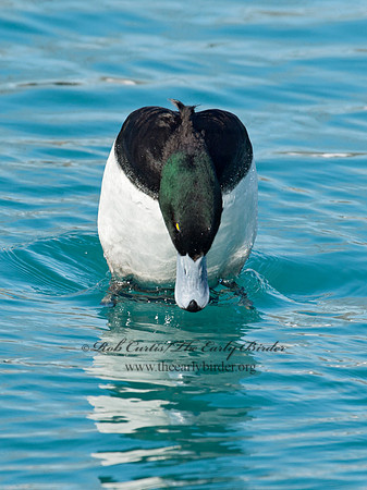 Aythya manila  GREATER SCAUP 9018012