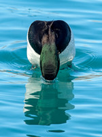 Aythya manila  GREATER SCAUP 9018015+