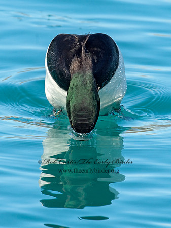 Aythya manila  GREATER SCAUP 9018015+