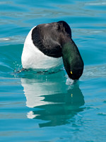 Aythya manila  GREATER SCAUP 9018152+