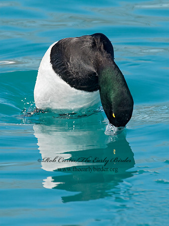 Aythya manila  GREATER SCAUP 9018152+