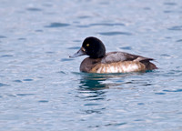 Aythya manila  GREATER SCAUP 6030217