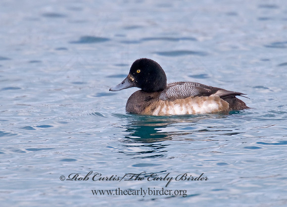 Aythya manila  GREATER SCAUP 6030217