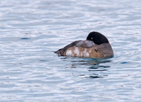 Aythya manila  GREATER SCAUP 6030223