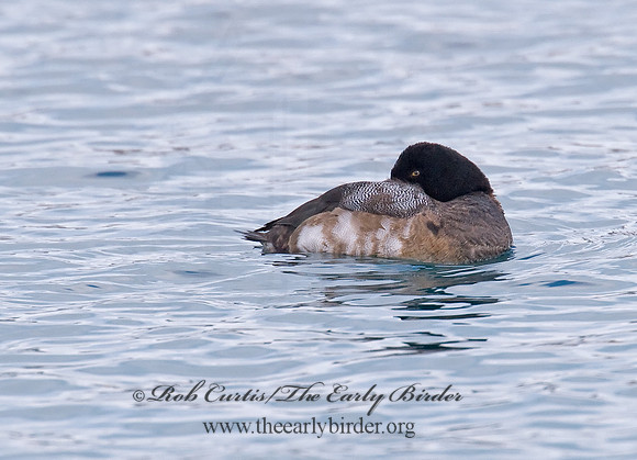 Aythya manila  GREATER SCAUP 6030223