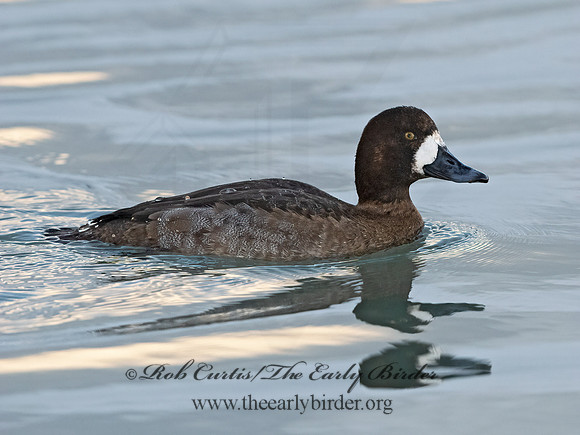Aythya marila  GREATER SCAUP 3027808+
