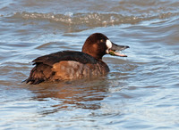 Aythya marila  GREATER SCAUP 3006133