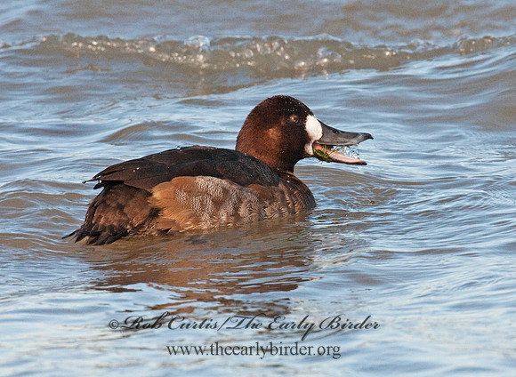 Aythya marila  GREATER SCAUP 3006133