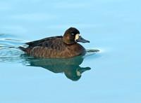 Aythya manila  GREATER SCAUP 8001281+