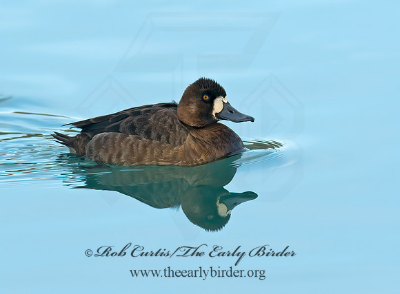 Aythya manila  GREATER SCAUP 8001281+