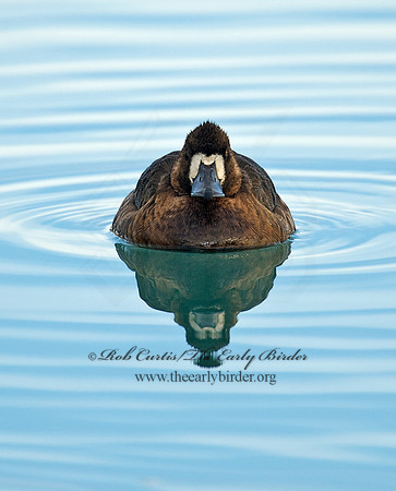 Aythya manila  GREATER SCAUP 8001283