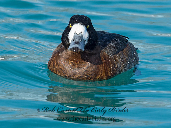 Aythya manila  GREATER SCAUP 9017976