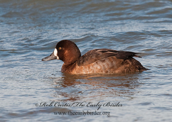 Aythya marila  GREATER SCAUP 3006139