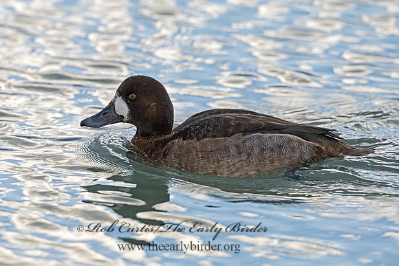 Aythya marila  GREATER SCAUP 3027812