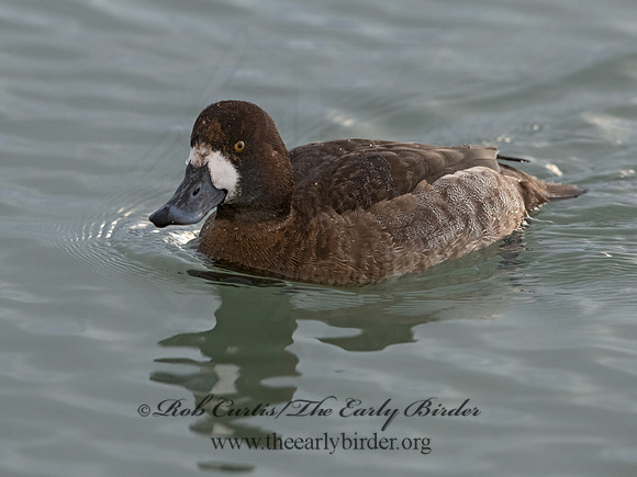 Aythya marila  GREATER SCAUP 3027814+