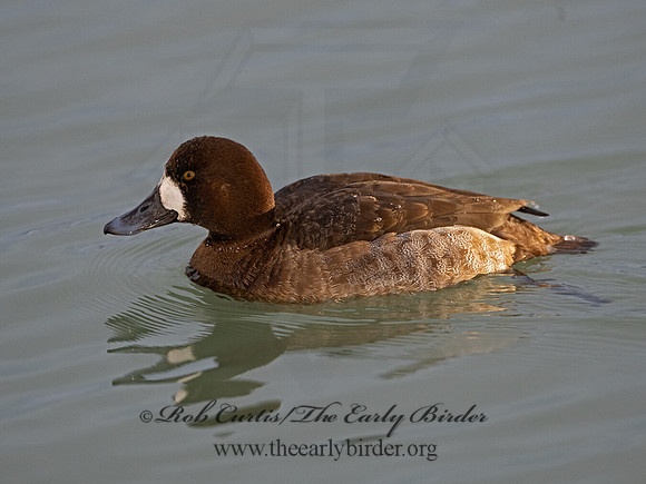 Aythya marila  GREATER SCAUP 3027825