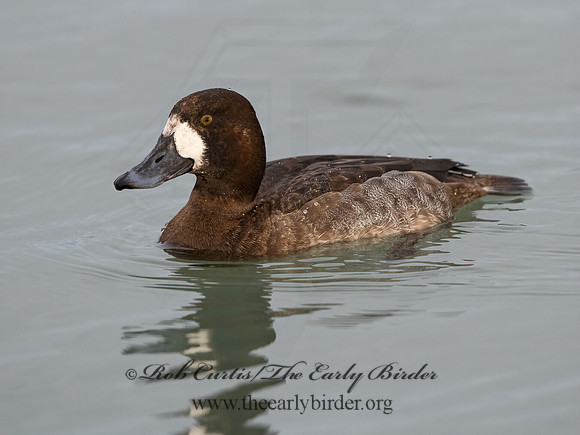 Aythya marila  GREATER SCAUP 3027826+