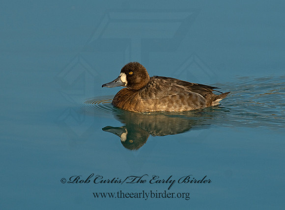 Aythya manila  GREATER SCAUP 7014188