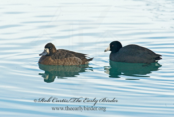 Aythya manila  GREATER SCAUP 8001282